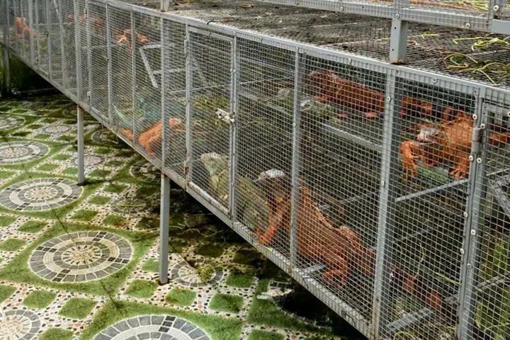 Cá Rồng Nam Mỹ