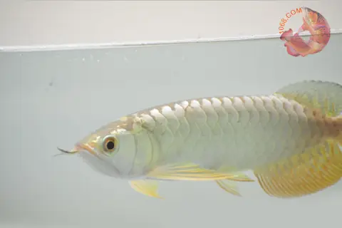 Cá Rồng Quá Bối Giá Bao Nhiêu