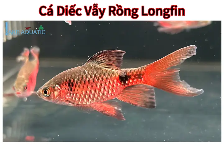 Cá Rồng Sinh Sản Vào Tháng Mấy