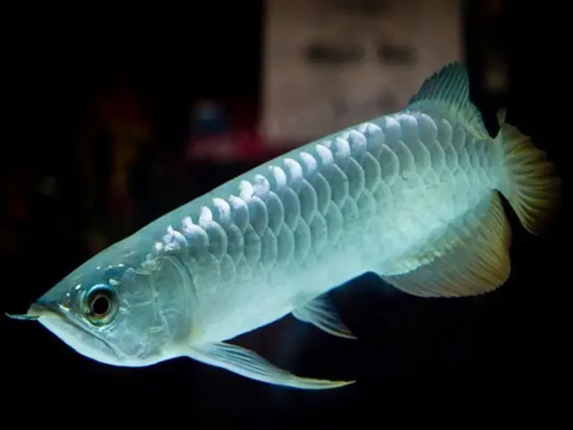 Cá Rồng Sốc Nước