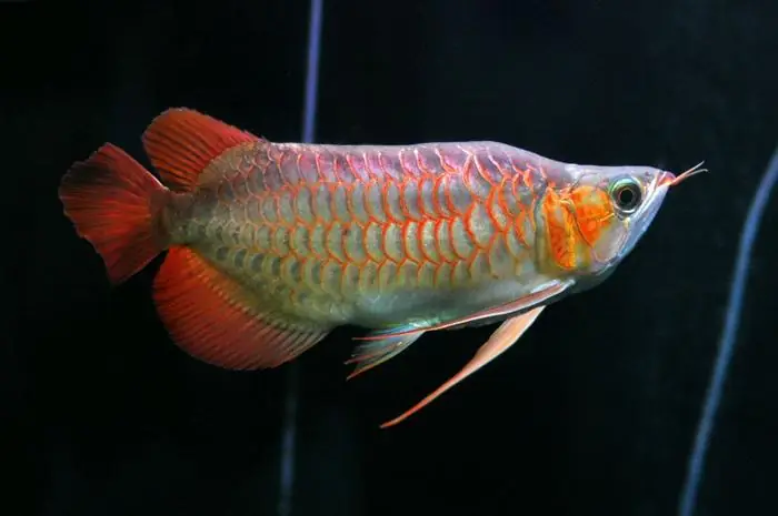 Cá Rồng Super King Red