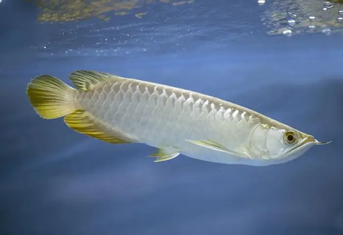Cá Rồng Thanh Long Chỉ Vàng
