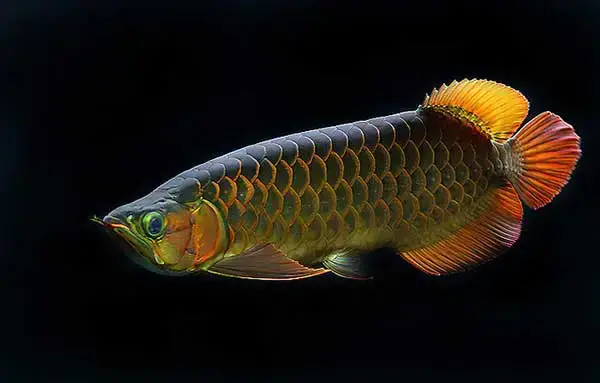 Cá Rồng Thở Bằng Miệng