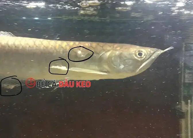 Cá Rồng Thở Gấp