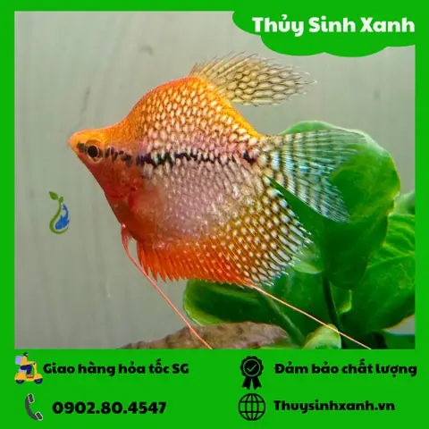 Cá Sặc Mã Giáp