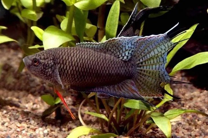 Cá Sọi Cờ Ăn Gì