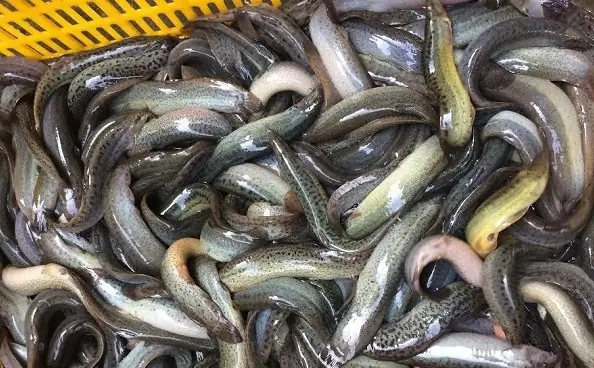 Cá Sống Trong Bùn