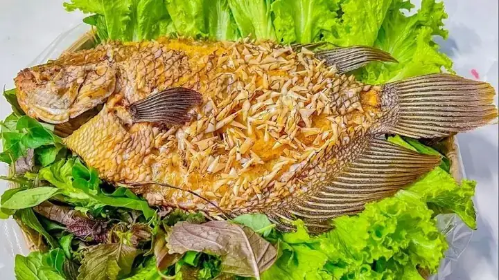 Cá Tai Tượng Bỏ Ăn