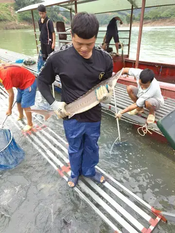 Cá Tầm Giống Hà Nội