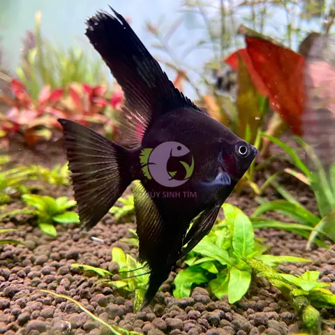 Cá Thần Tiên Full Black