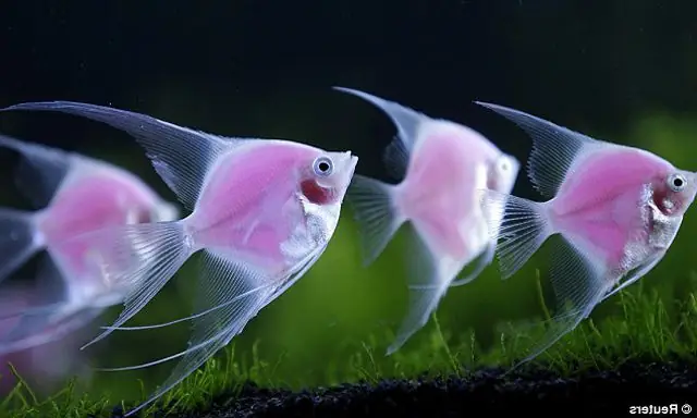 Cá Thần Tiên Hồng