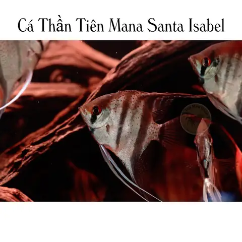 Cá Thần Tiên Mana