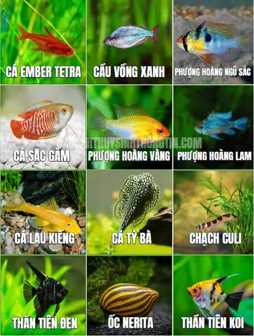 Cá Thần Tiên Nuôi Chung Với Cá Vàng