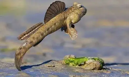 Cá Thòi Lòi Kêu
