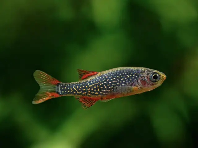 Cá Thuỷ Sinh Galaxy