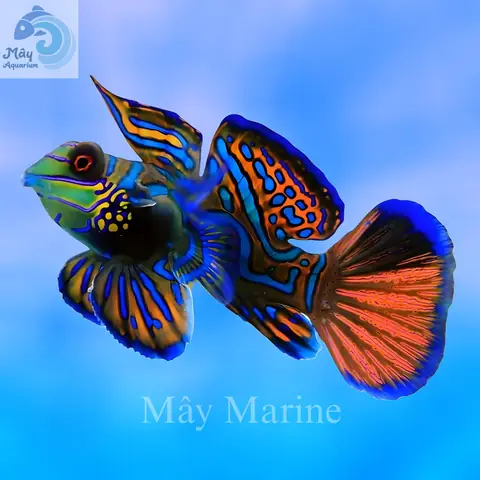 Cá Trạng Nguyên Nước Ngọt