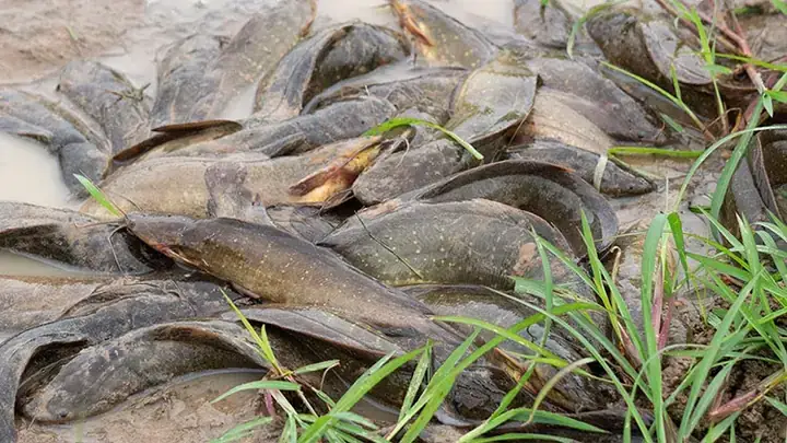 Cá Trê Bị Ghẻ