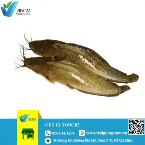Cá Trê Giống Nha Trang