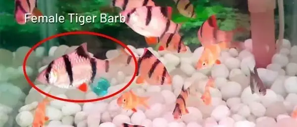 Cá Tứ Vân Trống Mái