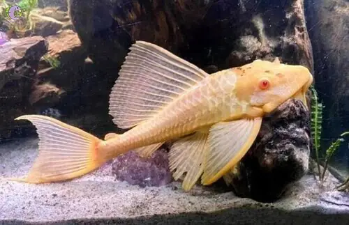 Cá Tỳ Bà Albino
