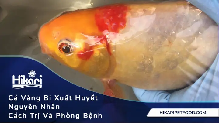 Cá Vàng Bị Tụ Máu Ở Đầu