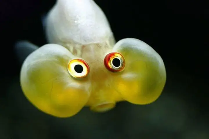 Cá Vàng Đột Biến