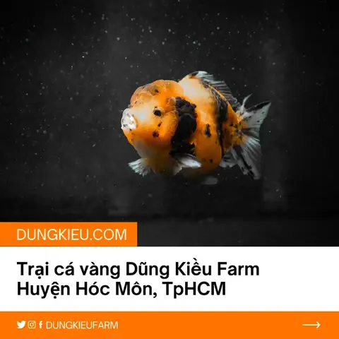 Cá Vàng Yuanbao Là Gì
