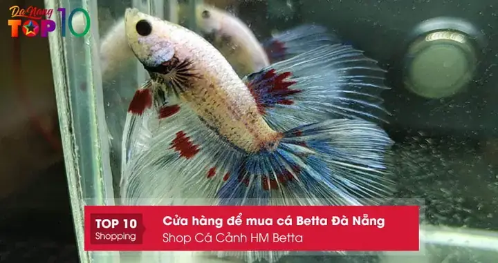 Cá Xiêm Đà Nẵng