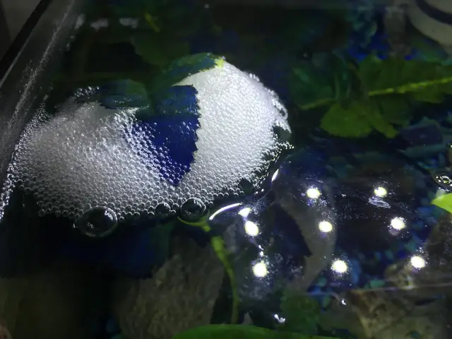 Cá Xiêm Nhả Bọt Cá Xiêm Nhả Bọt