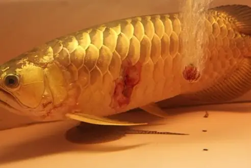 Các Bệnh Thường Gặp Ở Cá Chép Cảnh