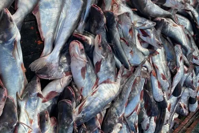 Các Bệnh Thường Gặp Trên Cá Tra Giống