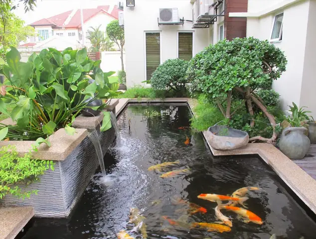 Các Bước Thi Công Hồ Cá Koi