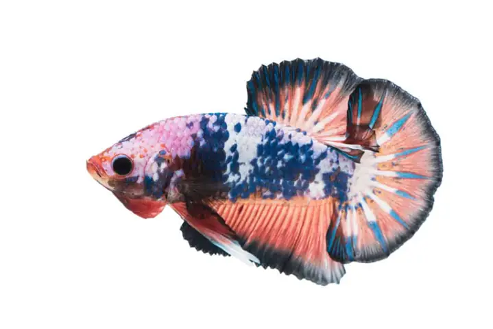 Các Loại Cá Betta Hiếm