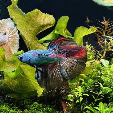 Các Loại Cá Betta Rồng
