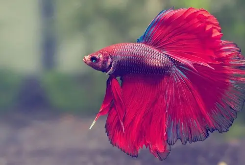 Các Loài Cá Cảnh Đẻ Con
