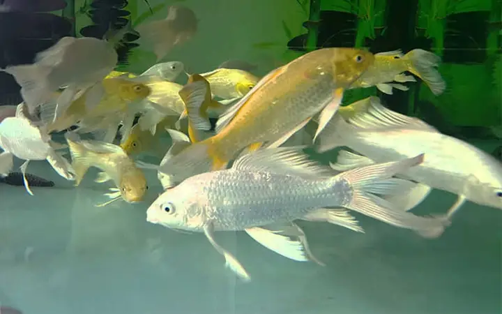 Các Loại Cá Chép Nhật