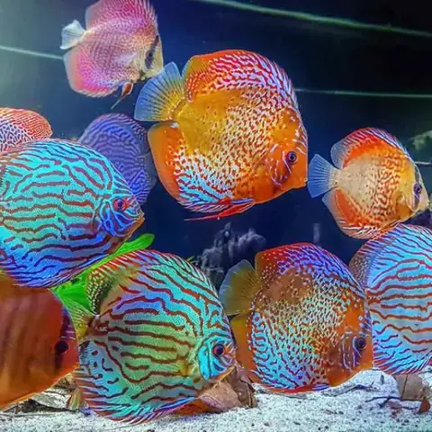 Các Loại Cá Dĩa Đẹp