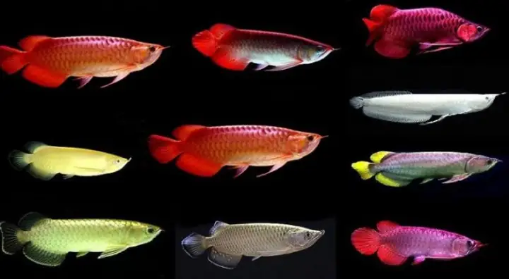Các Loại Cá Huyết Rồng
