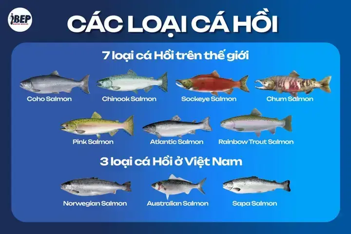 Các Loài Cá Khổng Lồ Trên Thế Giới