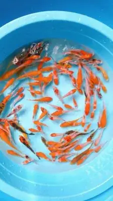 Các Loại Cá Koi Mini