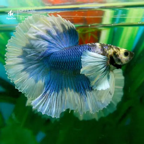 Các Loại Cá Phướng