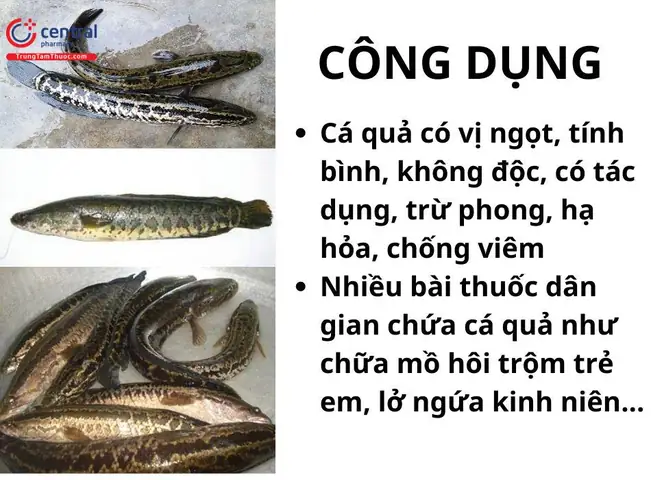 Các Loại Cá Quả