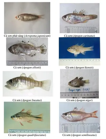 Các Loại Cá Tầng Đáy