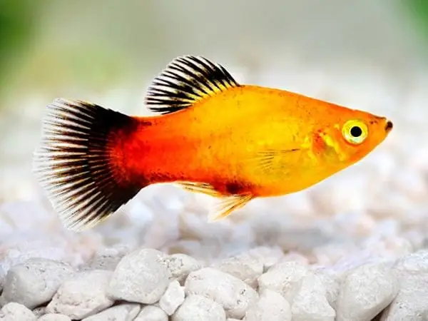 Các Loại Cá Thuỷ Sinh Nuôi Chung