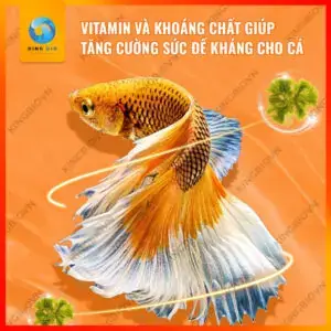 Các Loại Vitamin Cho Cá