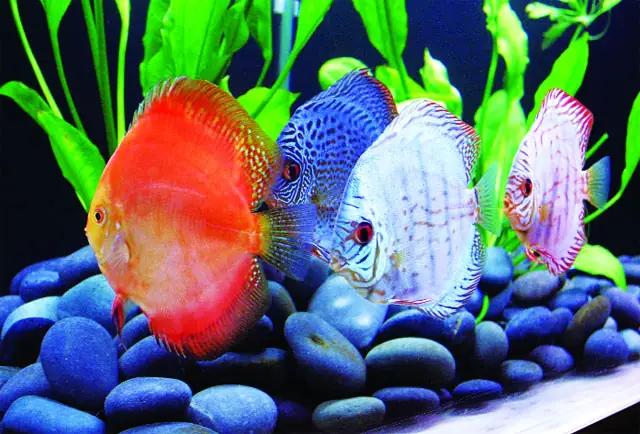 Các Tiệm Cá Cảnh Ở Đà Lạt