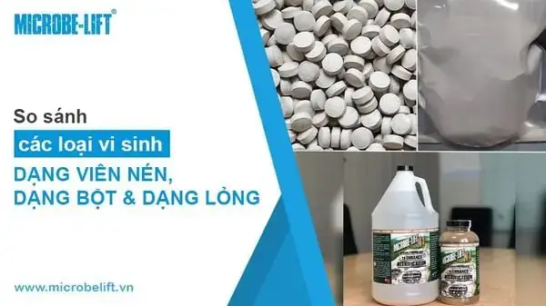 Cách Chăm Vi Sinh Cho Hồ Cá