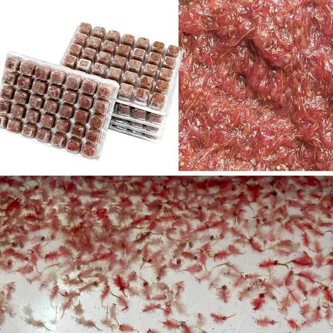 Cách Cho Cá Ăn Bobo Đông Lạnh