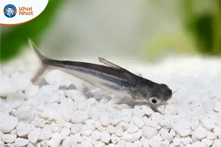 Cách Cho Cá Bột Ăn