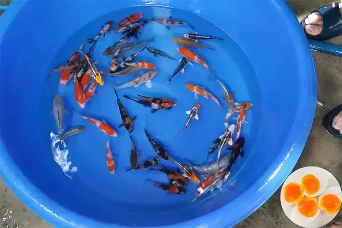 Cách Cho Cá Bột Ra Hồ Lớn
